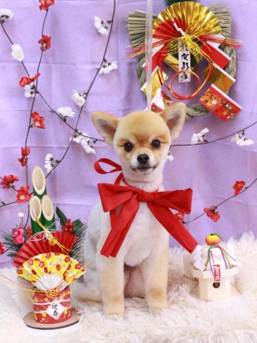 20230112たぬきちくん